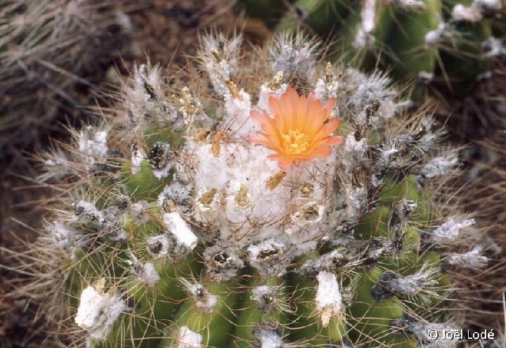 Notocactus horstii v. muegelianus ©JLcoll.3462